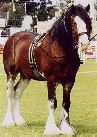 The Clydesdale