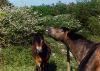 Exmoor Ponies aiding conservation