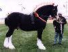 Champion Shire Stallion Toc Hill Sir Alfred owned by J.R. Richardson