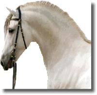 A noble Andalusian