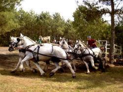 The Boulonnais Horse