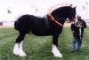 The Shire Horse