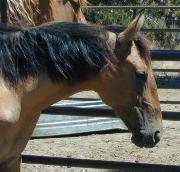 The Sulphur Springs Mustang