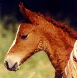 Curly Fox Trotters