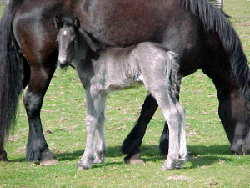 Kilmannan Wizard of Kilmannan Stud