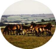 A group of Exmoor ponies