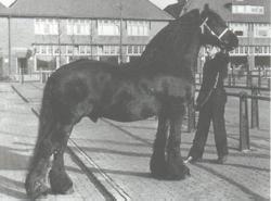 The Friesian Horse