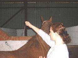 Equine Reiki