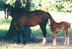 Curly Fox Trotters