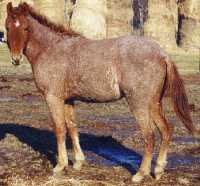 Curly Fox Trotters