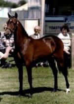 The Hackney Horse Society National Show