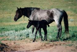 The Nokota Horse