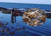 Harvesting seaweed in the Orkney Islands