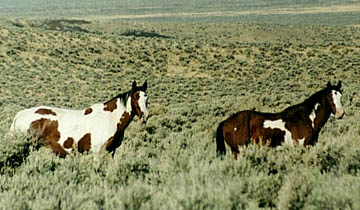 Mustangs