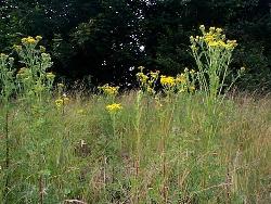 Ragwort