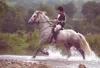 Endurance Riding