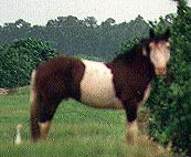 photo of horse