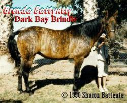 The Brindle Horse