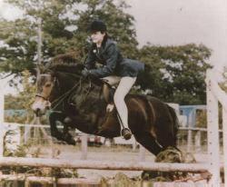 An Exmoor pony showing the typical versatility of the breed.