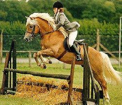 The Haflinger