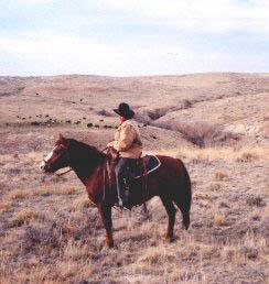 The Spanish Mustang