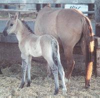 The Sulphur Springs Mustang