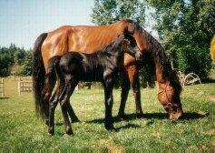 Ponies may also be black or sorrel