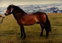 An Exmoor pony