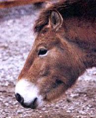 The Fjord Horse