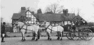 The Fjord Horse