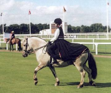 The Fjord Horse