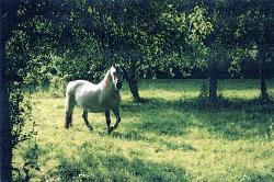 The Fjord Horse