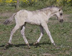 A young Sorraia filly