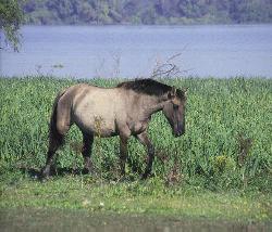 A Lusitano mare who displays strong Sorraia characteristics