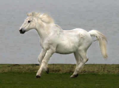 horse