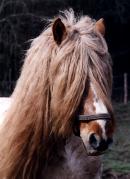 horse