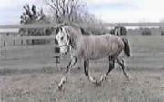 Irish Sport Horses