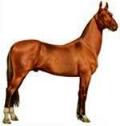 The Akhal-Teke