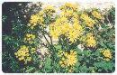 Ragwort