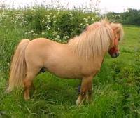 Shetland Pony stallion