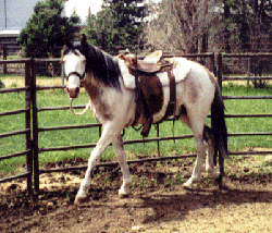 The Spanish Mustang