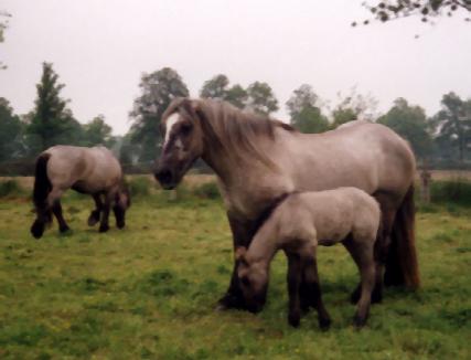 Group of Poitevin