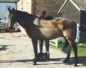 Equine Sports Massage