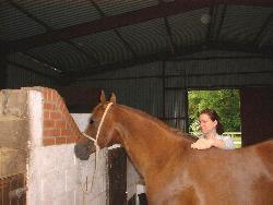 Equine Reiki