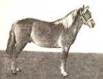 The Bashkir Horse