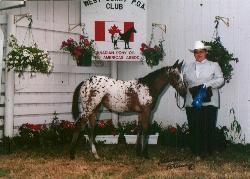 Canadian Pony of the Americas