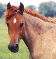 Curly Fox Trotters