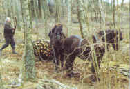 Fell Ponies skidding logs 