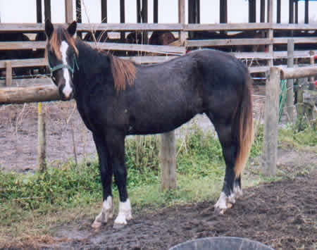 horse