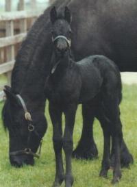 Friesian Horses